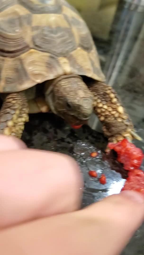 Pet Tortoise Tries to Eat Raspberry Jukin Licensing
