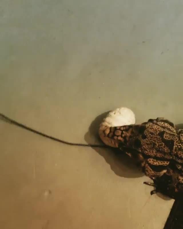 Excited Tegu Lizard Plays with Squeak Toy Jukin Licensing