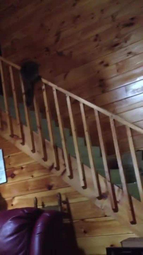 Cat Struggles to Slide Down Banister Jukin Licensing