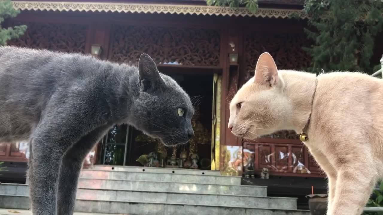 Two Cats Glare at Each Other Unblinkingly Jukin Licensing