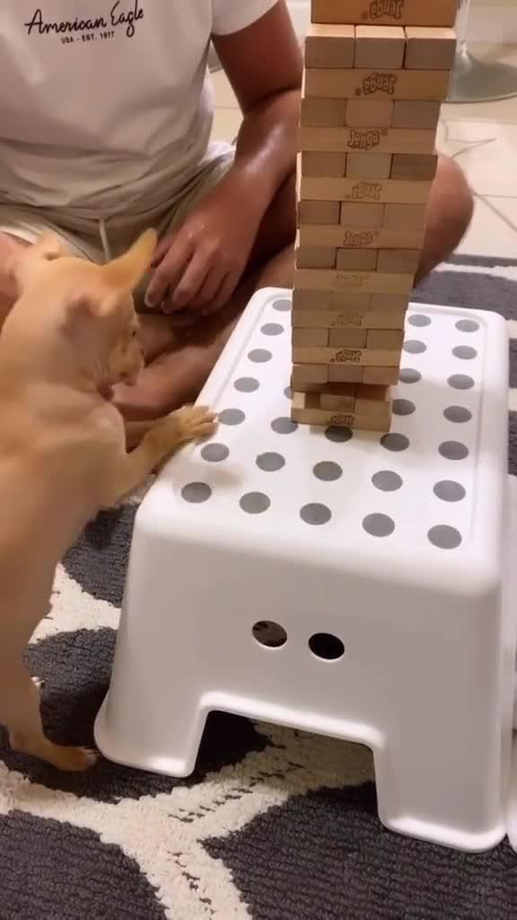 Dog Plays Jenga Jukin Licensing