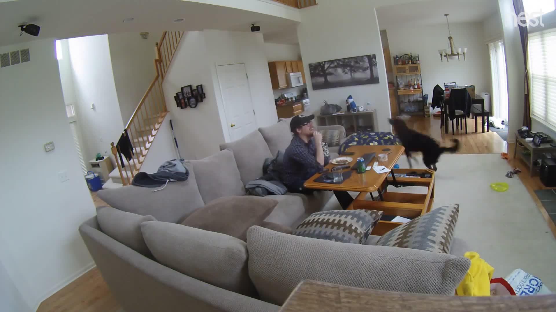 Dog Falls off Couch Playing with Rope Jukin Licensing