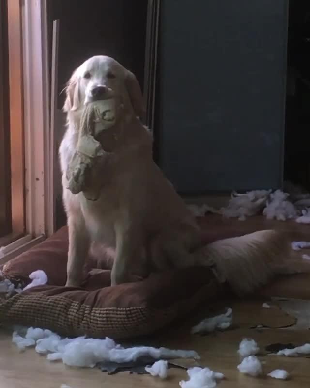 Dog Scatters Bed Stuffing Jukin Licensing