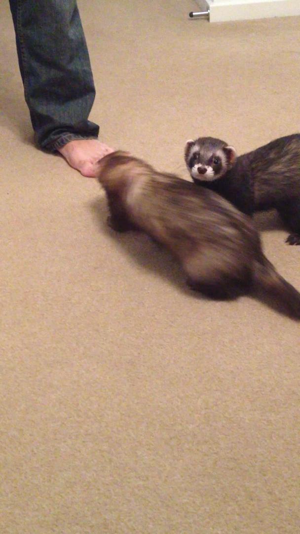 Smart Ferret Learns How to Roll Over Jukin Licensing