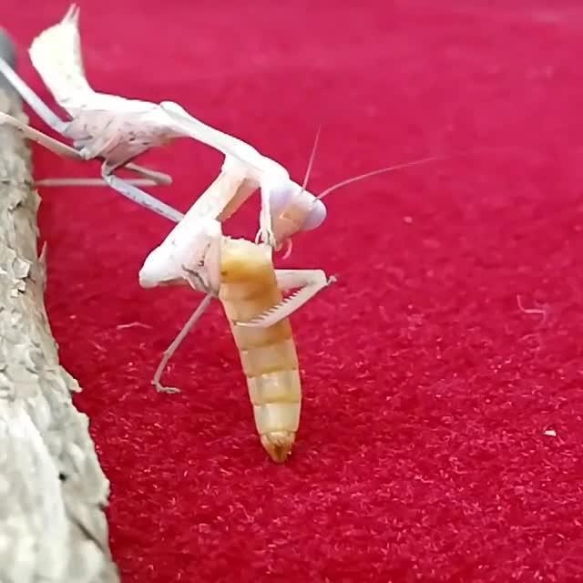 Praying Mantis Feeds On Worm Jukin Licensing