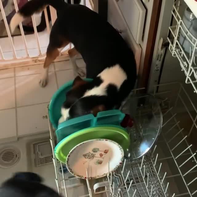 Dog Licks Dishes Loaded in the Dishwasher Jukin Licensing