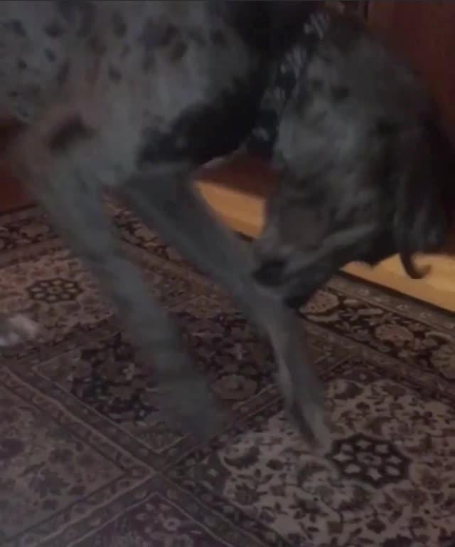 Dog Tries To Dig A Hole In The Rug Jukin Licensing
