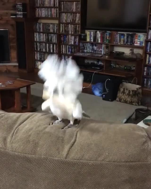 Cockatoo Dances to Train Whistle Jukin Licensing