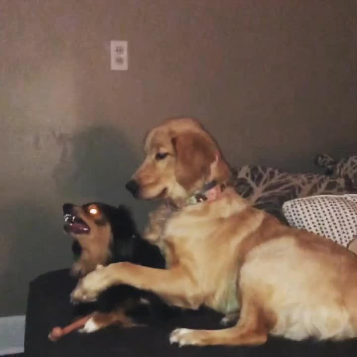 Dog Growls Funnily While Another Dog Sits Above Him and Tries to Pet by