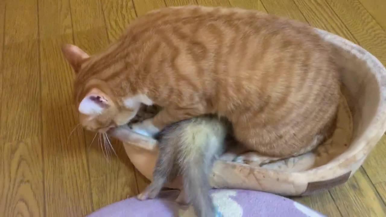 Ferret Adorably Snuggles With Cat Kneading in Bed Jukin Licensing