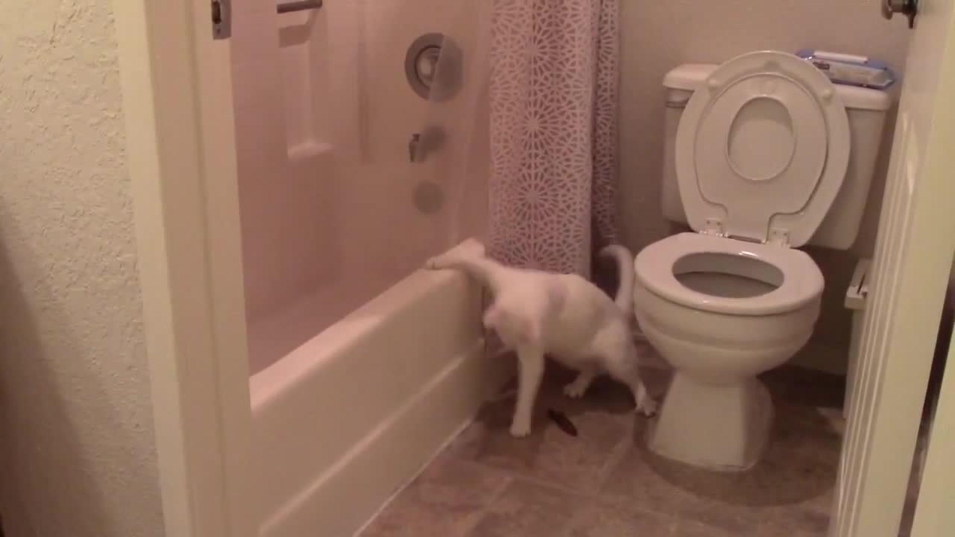 Cat Climbing Toilet Poops On Floor Jukin Licensing