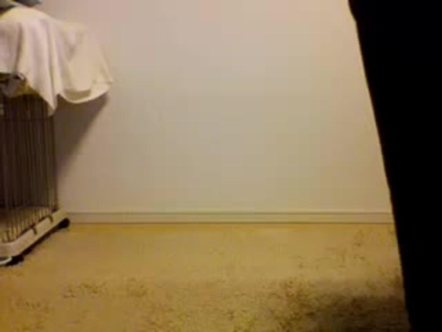 Pug Conga Line Jukin Licensing