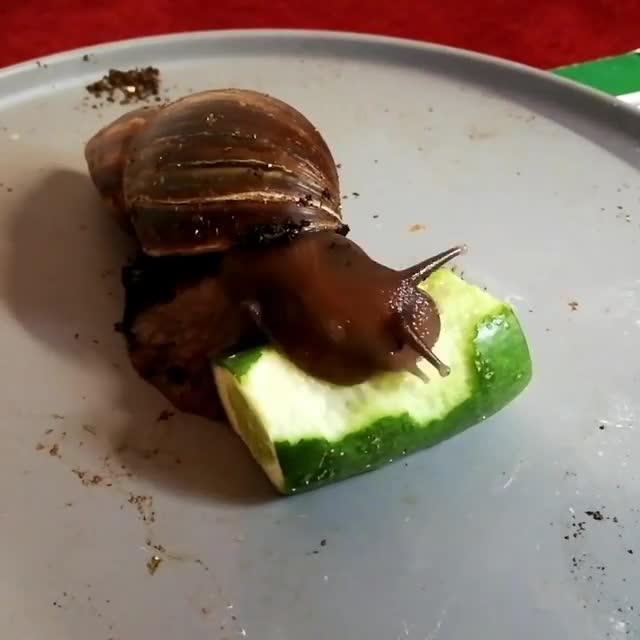 Snail Eats Cucumber From Plate Jukin Licensing