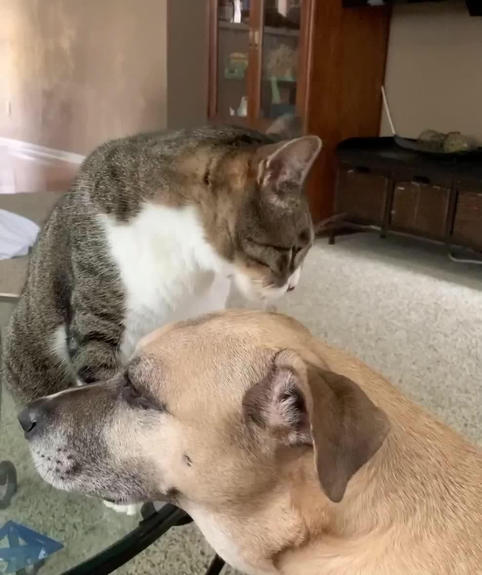 Cat Grooms Their Dog Buddy Who Responds By Nibbling Them Gently Jukin Licensing