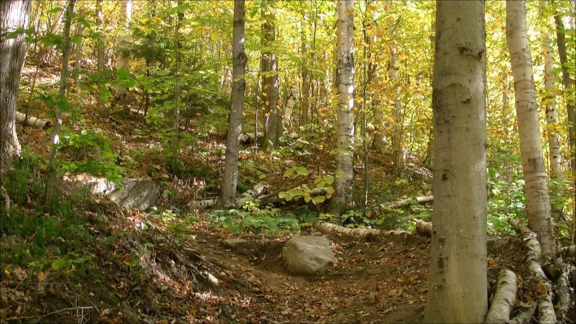 Unicycle Rider Crashes in the Woods Jukin Licensing