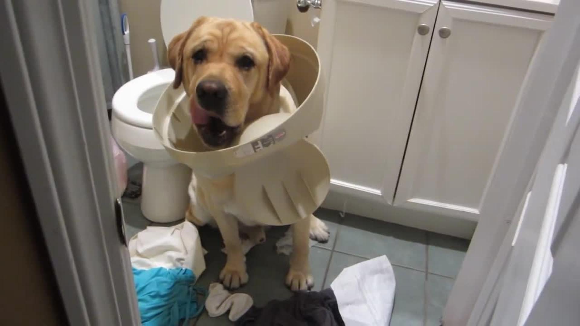 Dog Gets Stuck in Garbage Can Lid Jukin Licensing