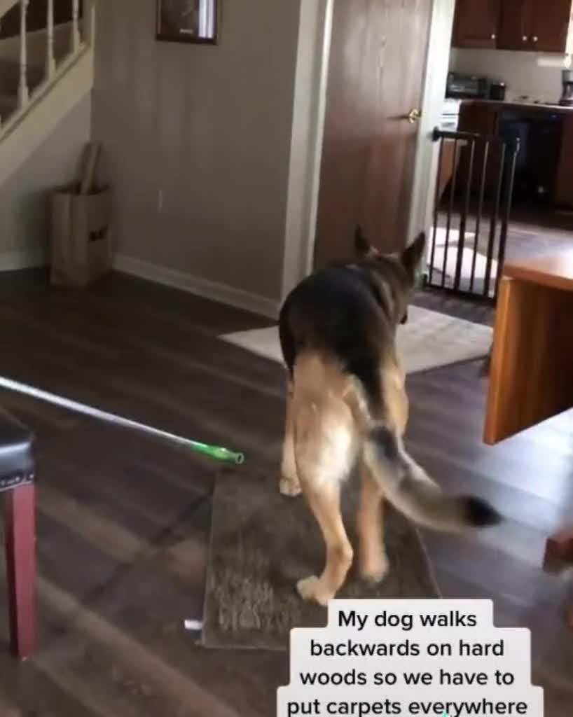 Dog Doesn't Like Hardwood Floors and Prefers Walking on Carpet Jukin