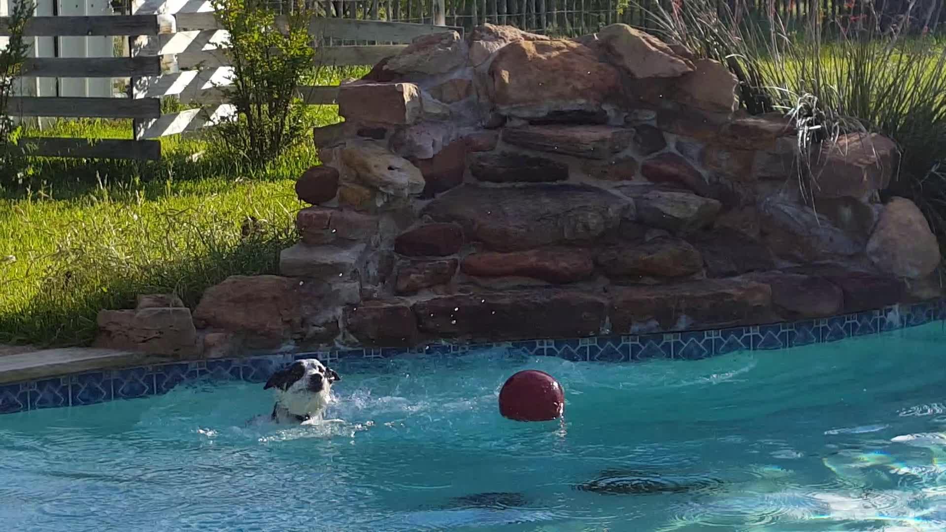 Dog Falls in Pool While Trying to Retrieve Ball Jukin Licensing