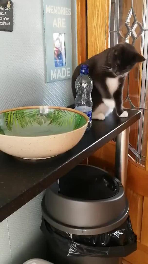 Cat Keeps Knocking Bottle Off Shelf Jukin Licensing