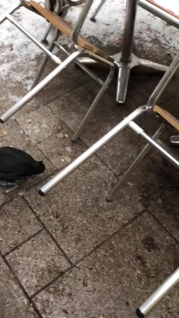 Squirrel Bites Woman's Hand Jukin Licensing