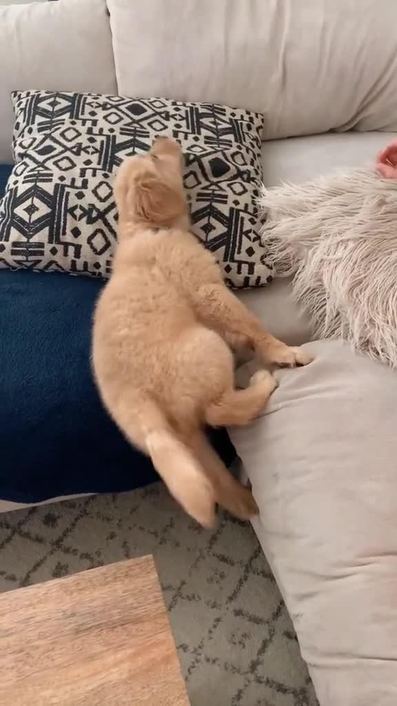 Puppy Falls on Floor After Trying to Climb Couch Jukin Licensing