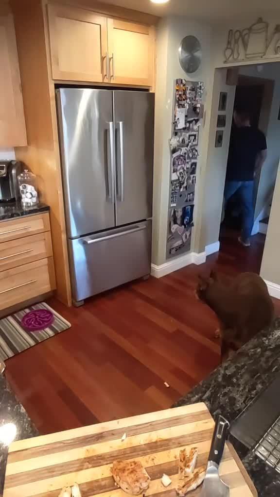 Owner Trains Dog Not to Eat Anything Without Permission Jukin Licensing