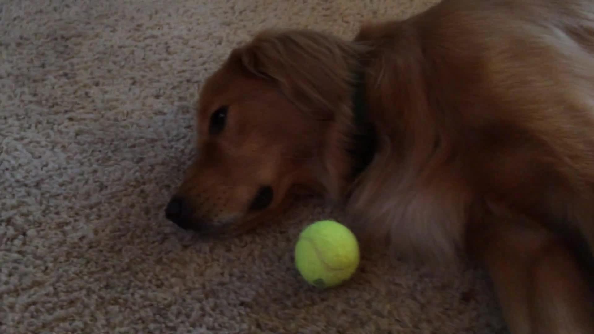 Golden Retriever Dog Won't Fetch Jukin Licensing