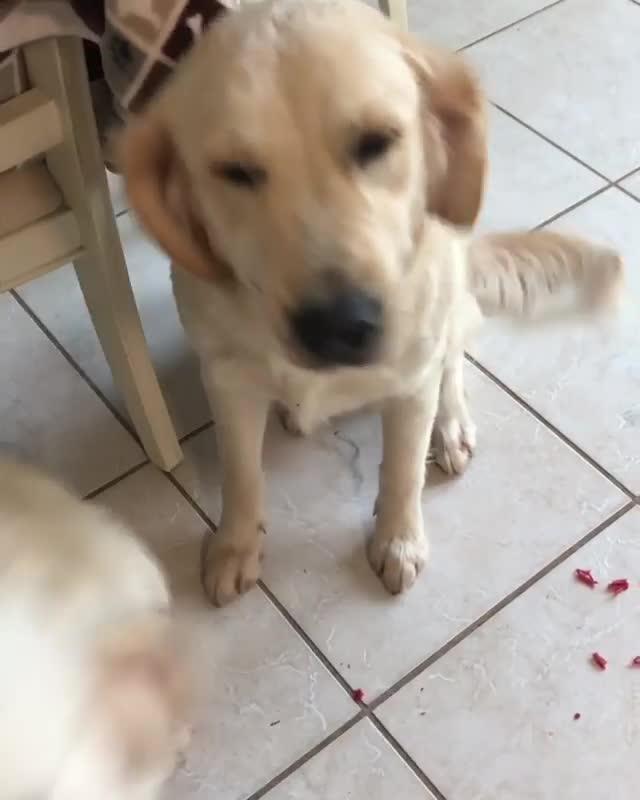 Dogs Refuse to Own up to Chewing Plastic Lid Jukin Licensing