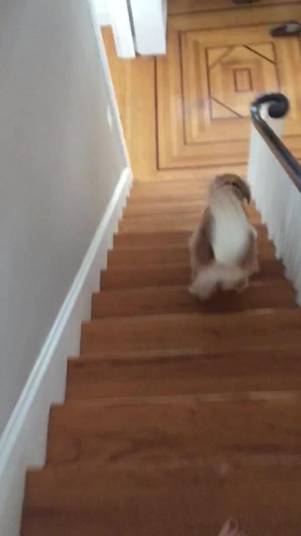 Dog Spins in Circles in Anticipation of Breakfast Jukin Licensing