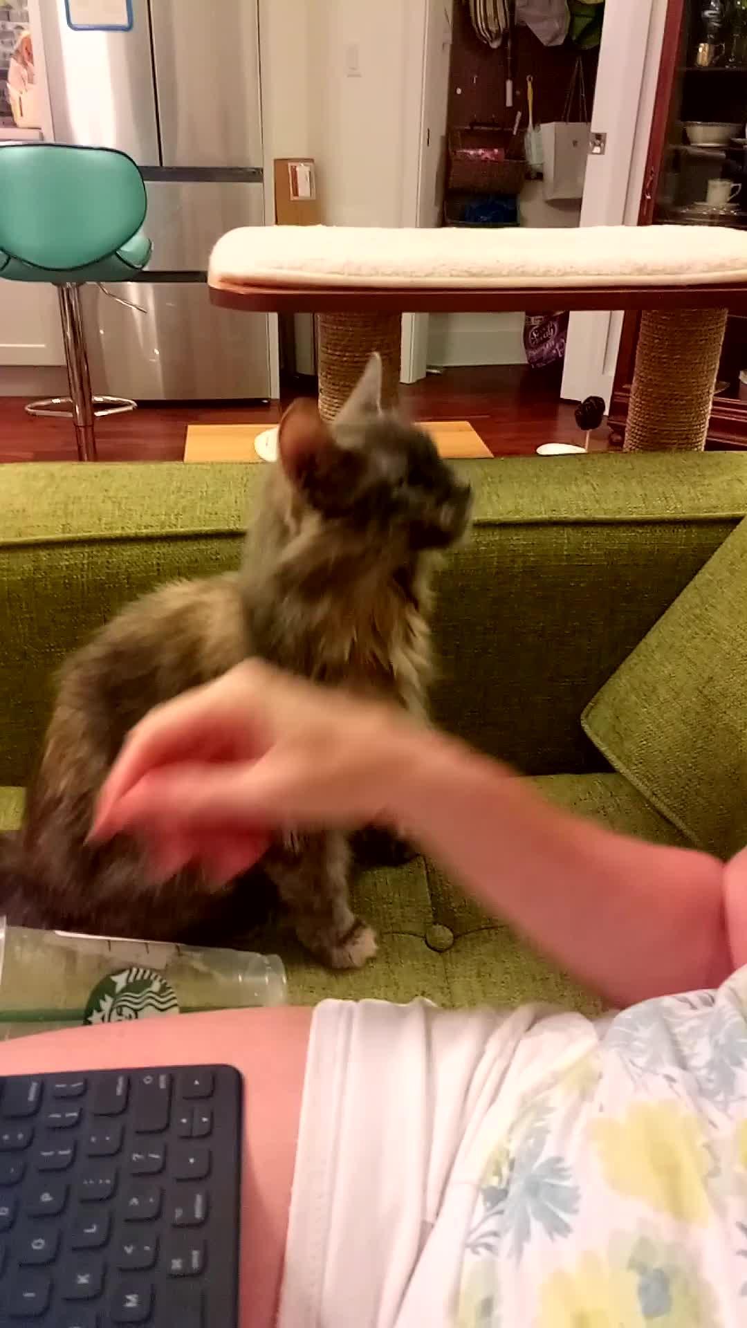 Cat Puts Paw on Her Human's Arm Asking For Attention Jukin Licensing