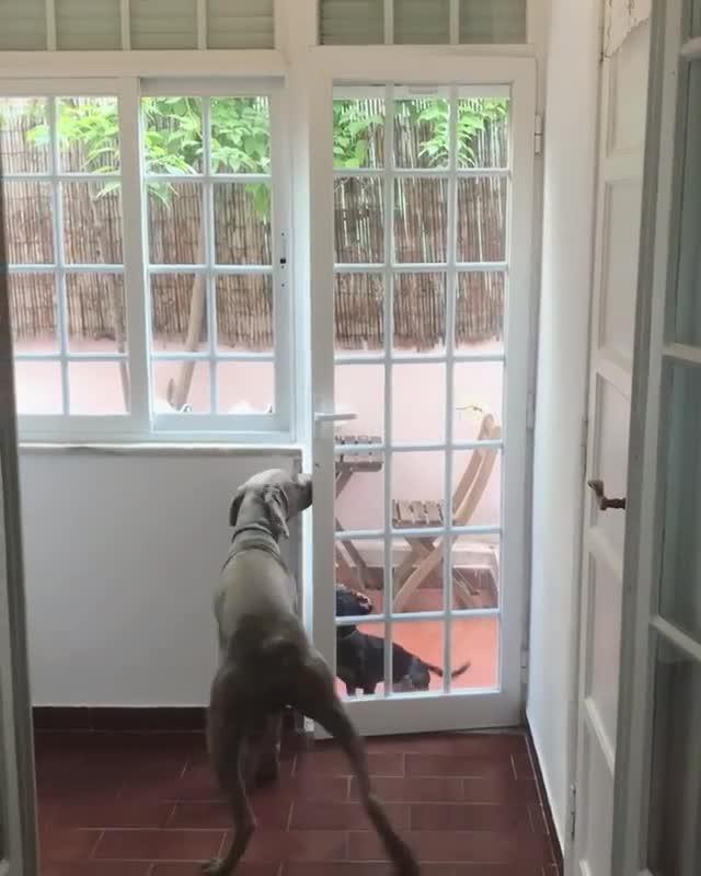 Dog Opens Door to Let Friends Inside House Jukin Licensing