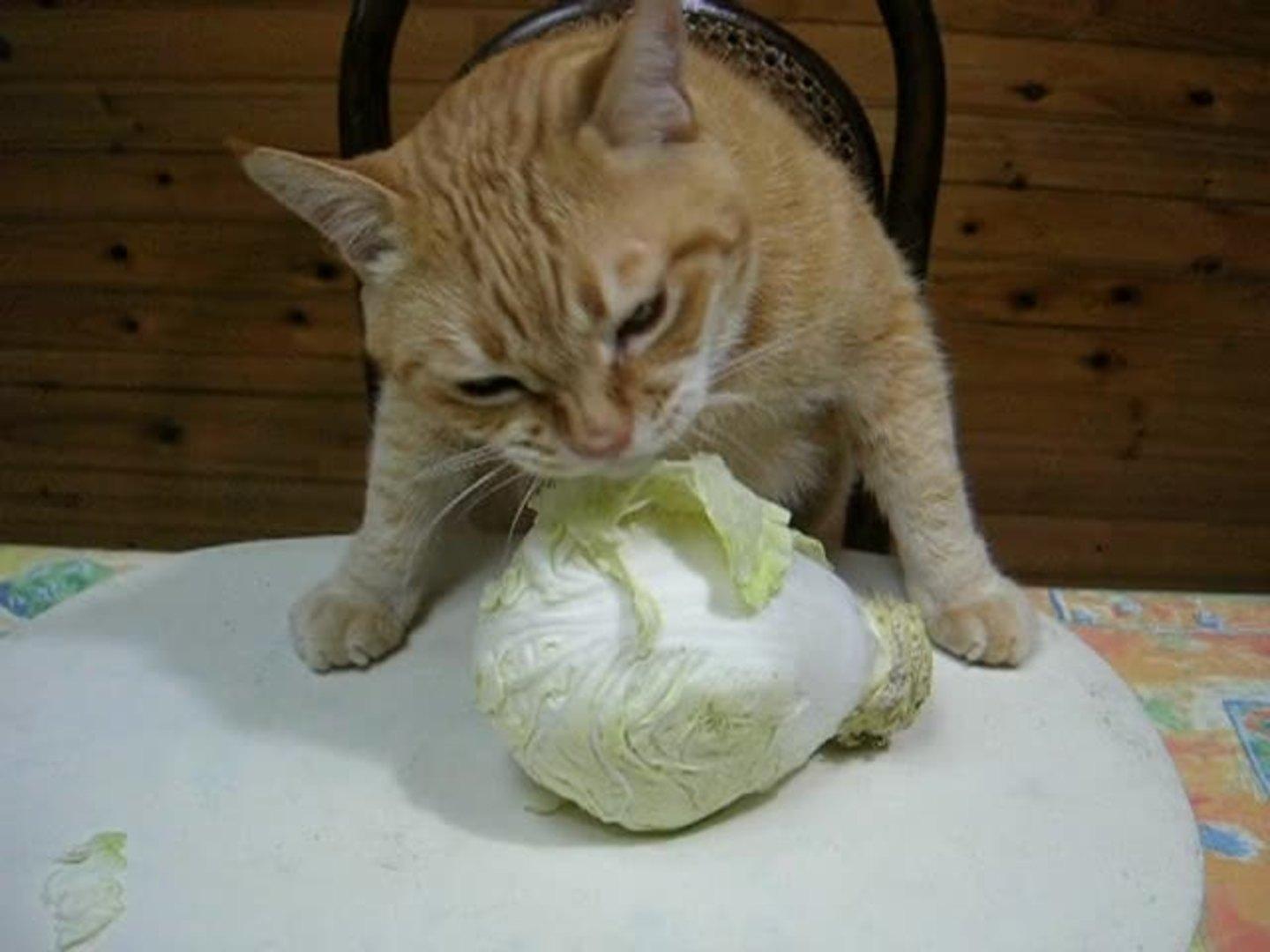 Cat Eats Cabbage Jukin Licensing