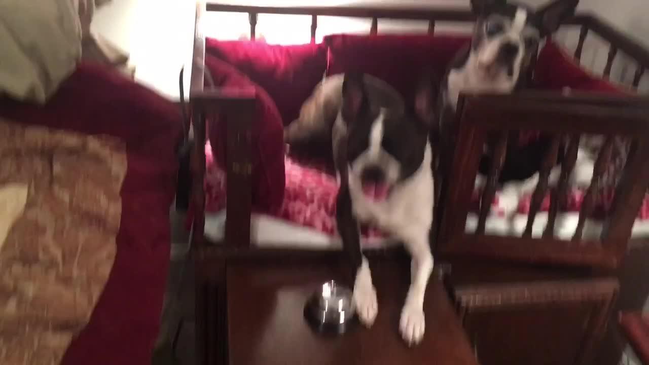 Dog Rings Bell for Treats Jukin Licensing