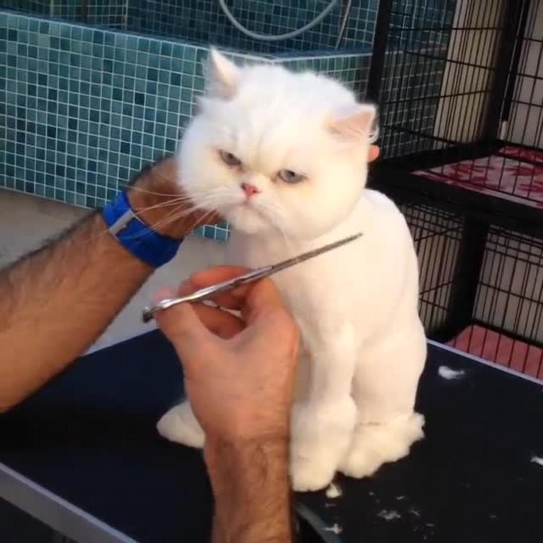 Fluffy White Cat Gets Haircut Jukin Licensing