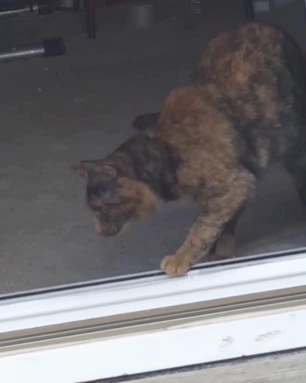 Smart Cat Slides Open Door and Goes Outside Jukin Licensing
