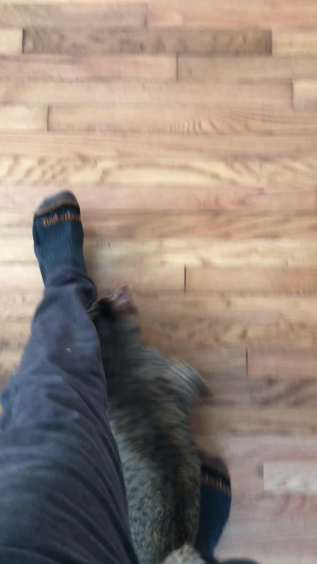 Cat Nuzzles Owner's Legs While Walking Jukin Licensing