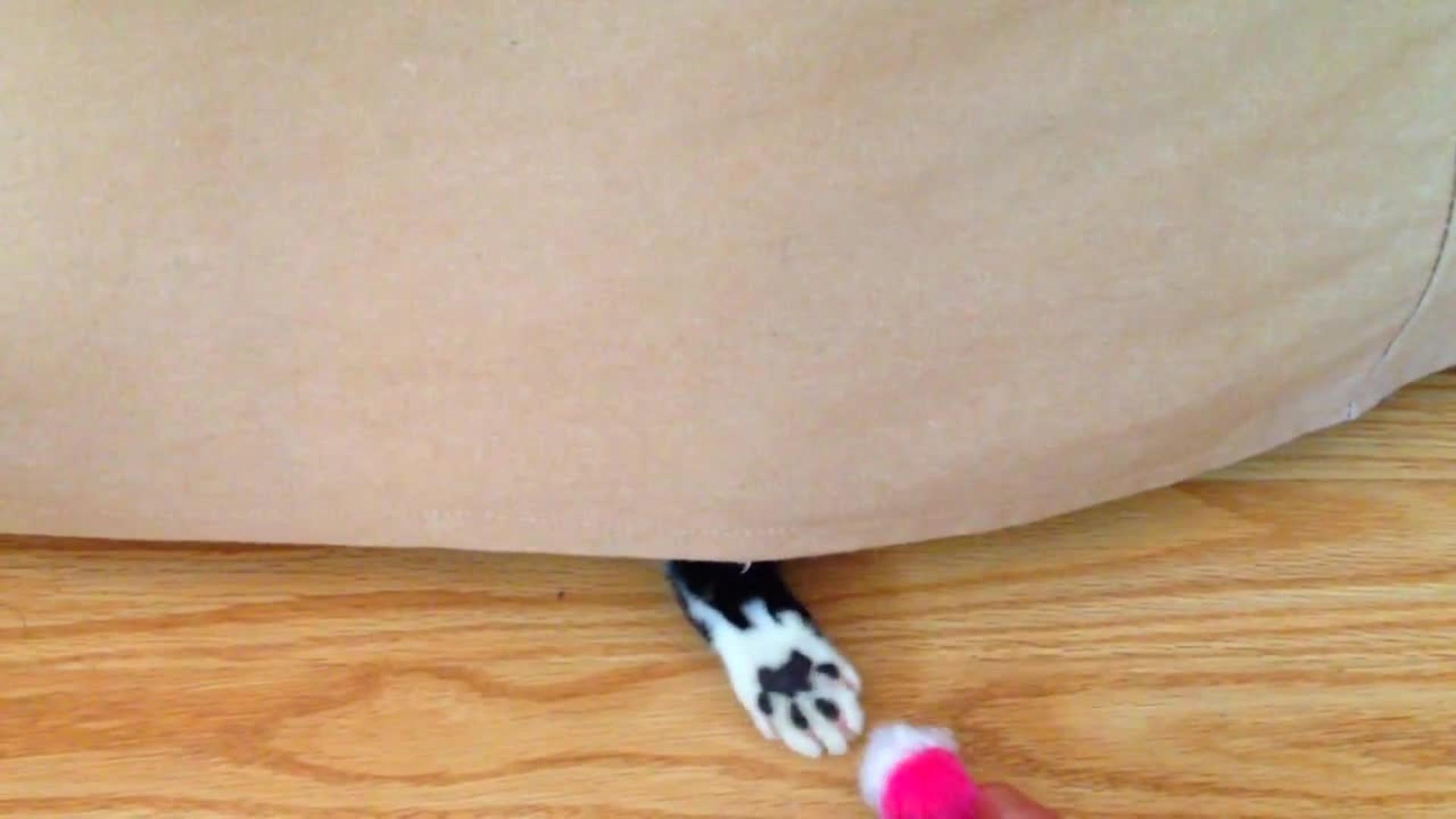 Kitten Hides Under Bed but Still Plays with Toy Jukin Licensing