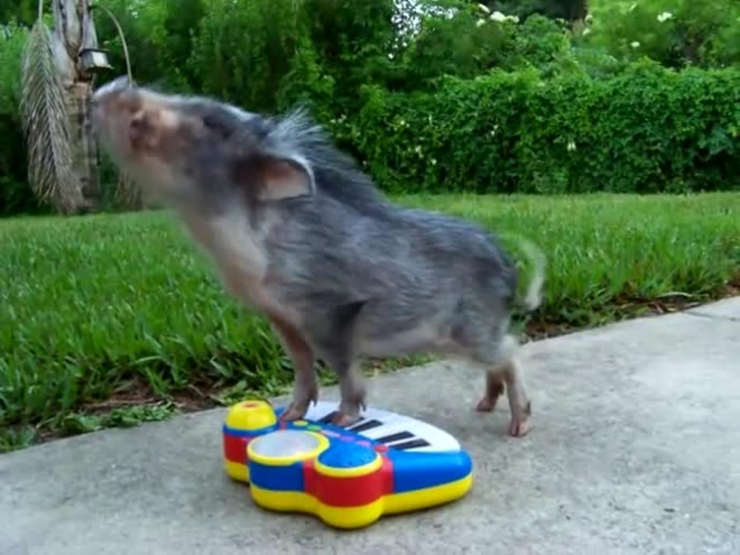 Mini Pig Plays Piano Jukin Licensing