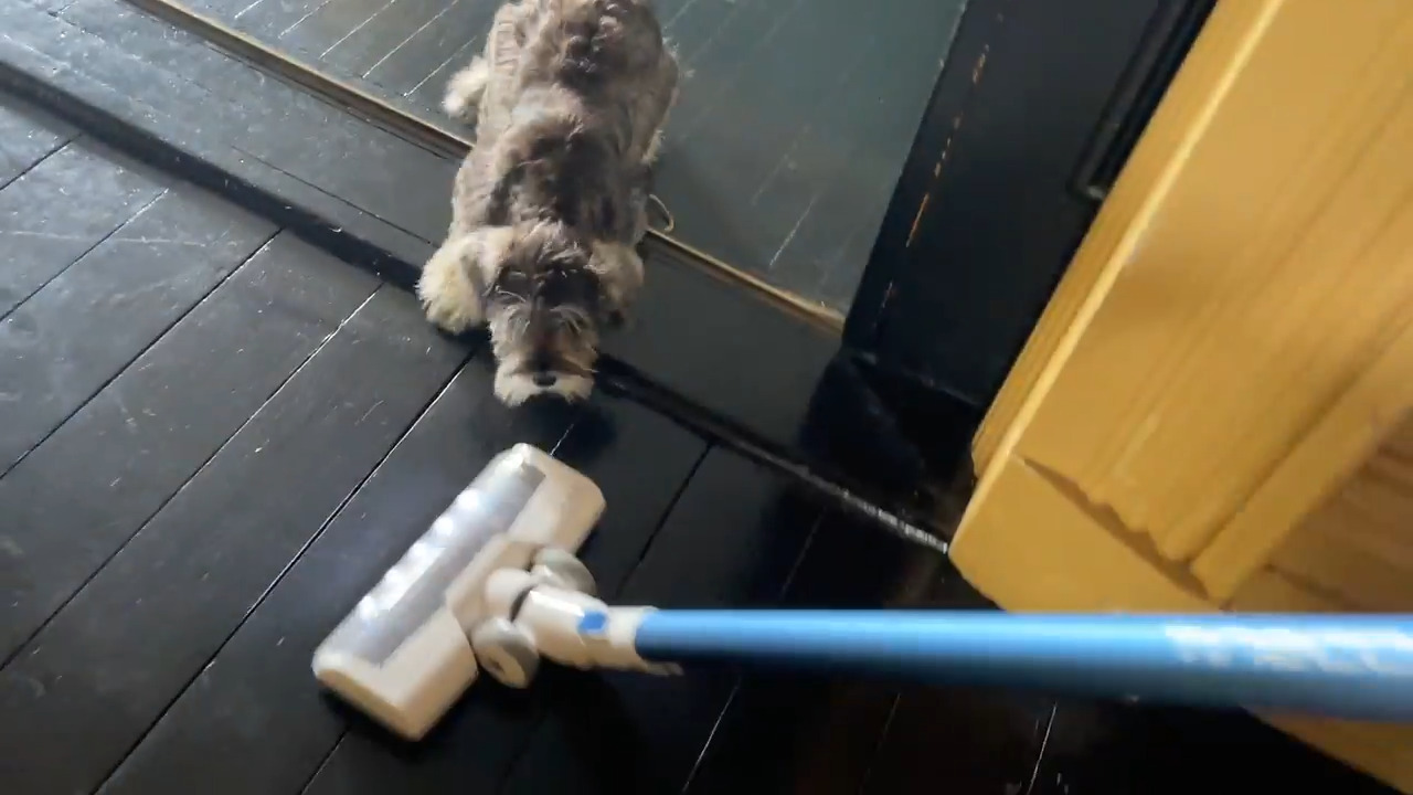 Scared Dog Barks at Vacuum Cleaner While Owner Cleans House Jukin