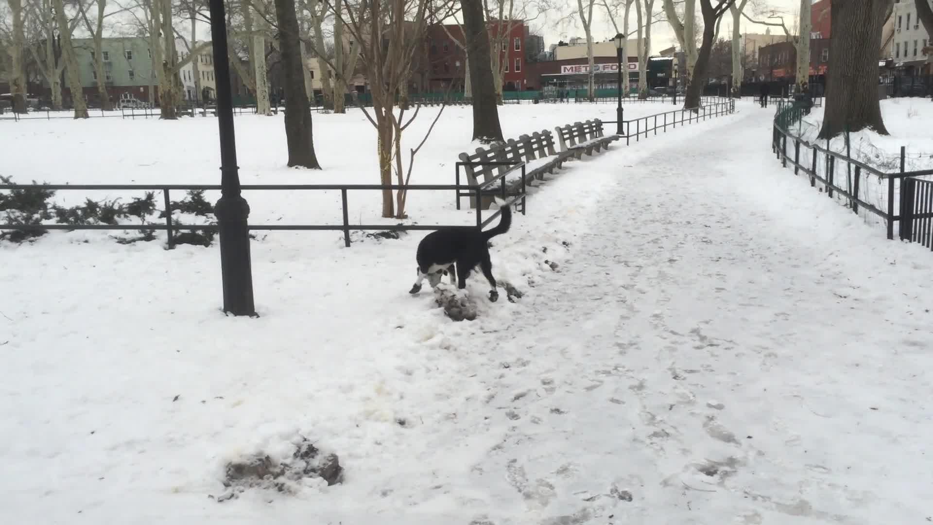 Guy Laughs when Dog Slips on Ice then also Falls Jukin Licensing