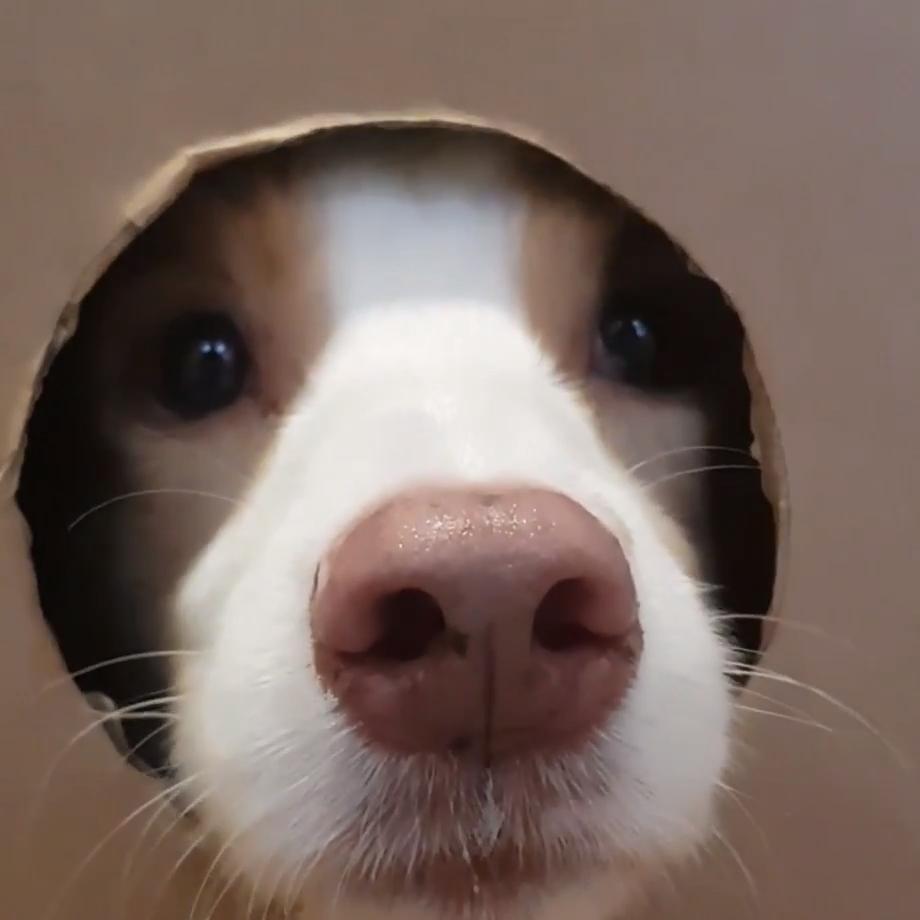 Adorable Dogs Stick Noses Through Hole in Cardboard Box Jukin Licensing