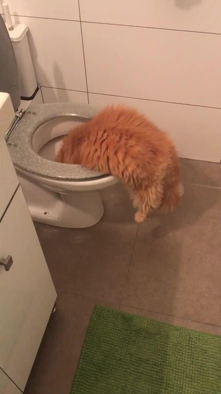 Cat Hangs out of Toilet Bowl Jukin Licensing