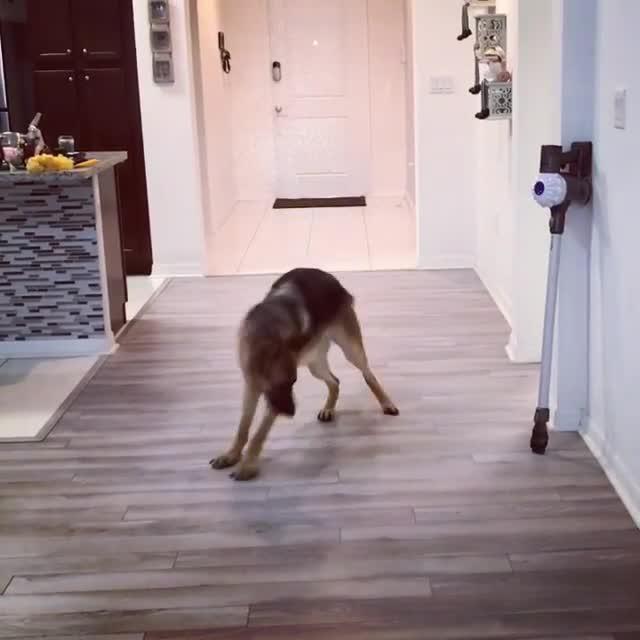 Dog Tries to Attack Vacuum Jukin Licensing