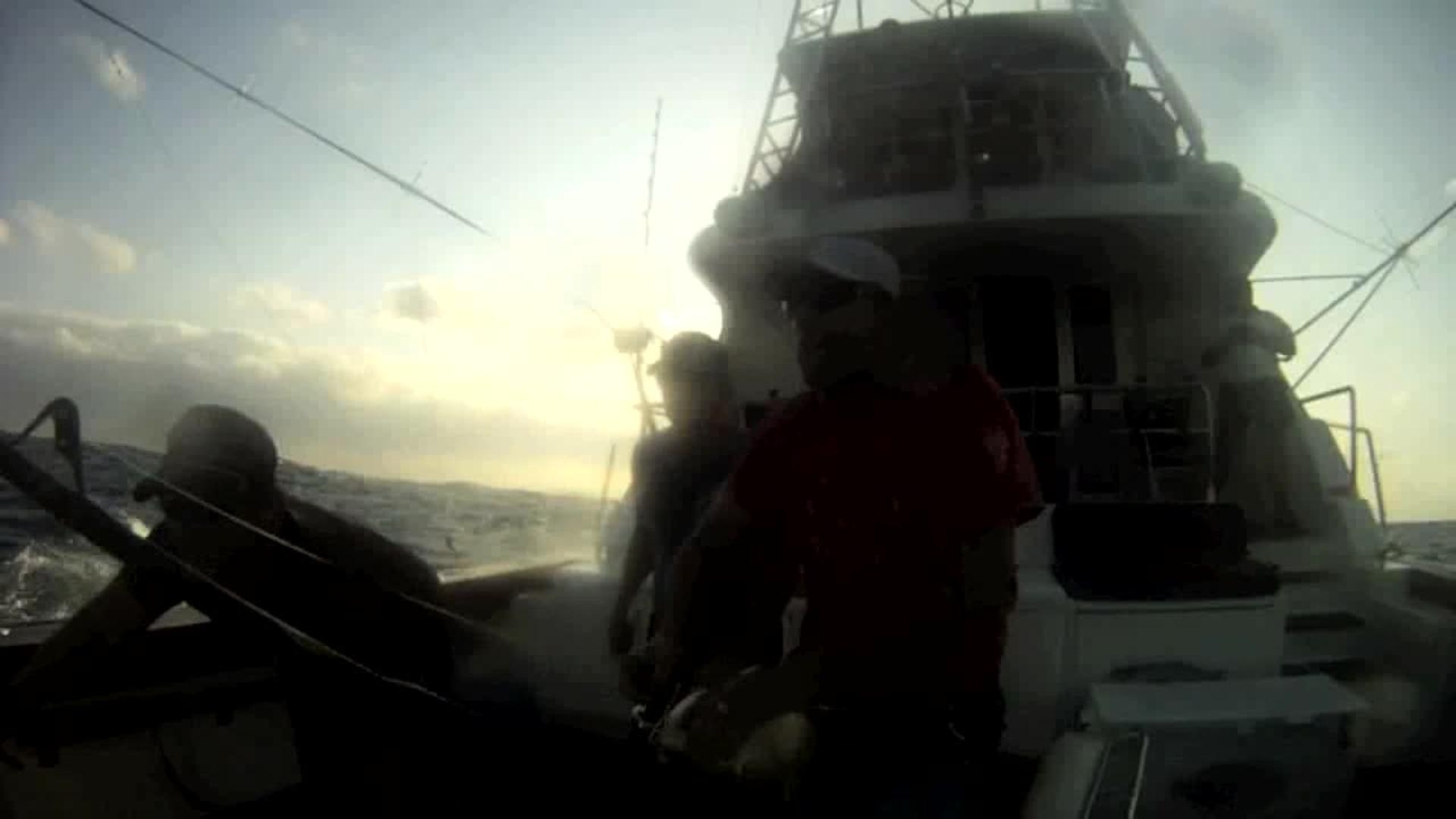 600Pound Marlin Jumps onto Boat Jukin Licensing