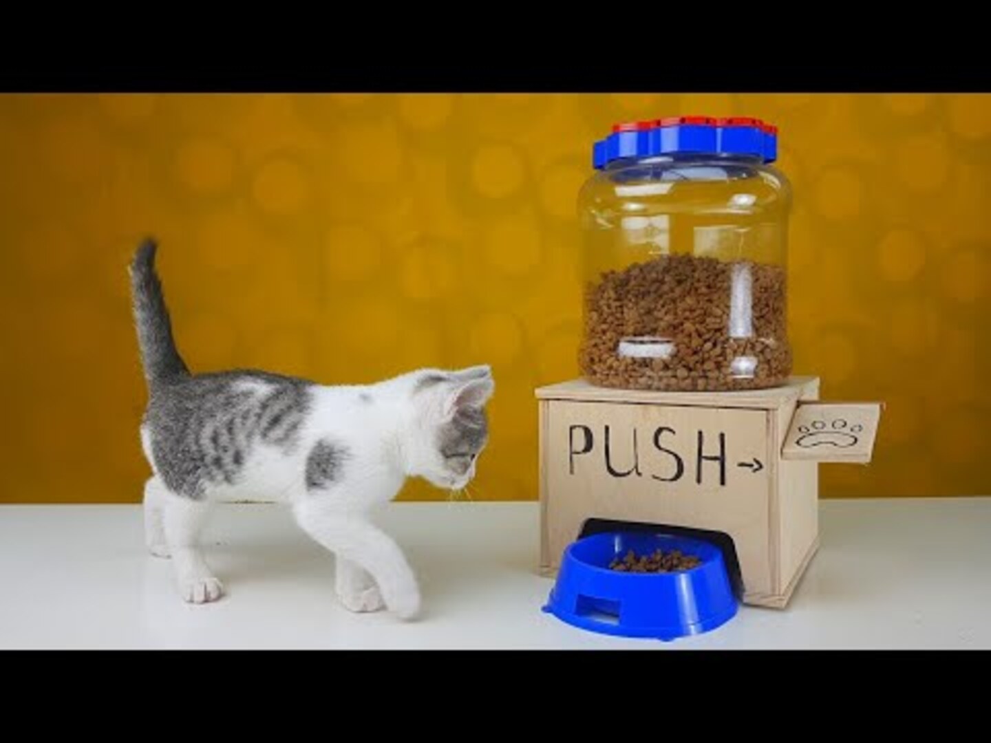 DIY Cat Food Dispenser Jukin Licensing