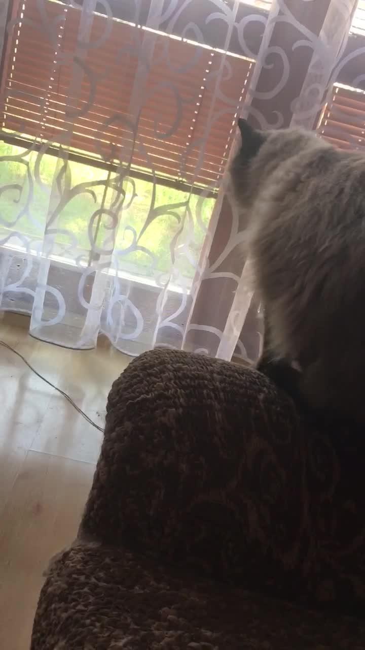 Cat Bangs Head into Glass While Jumping Towards Window Jukin Licensing
