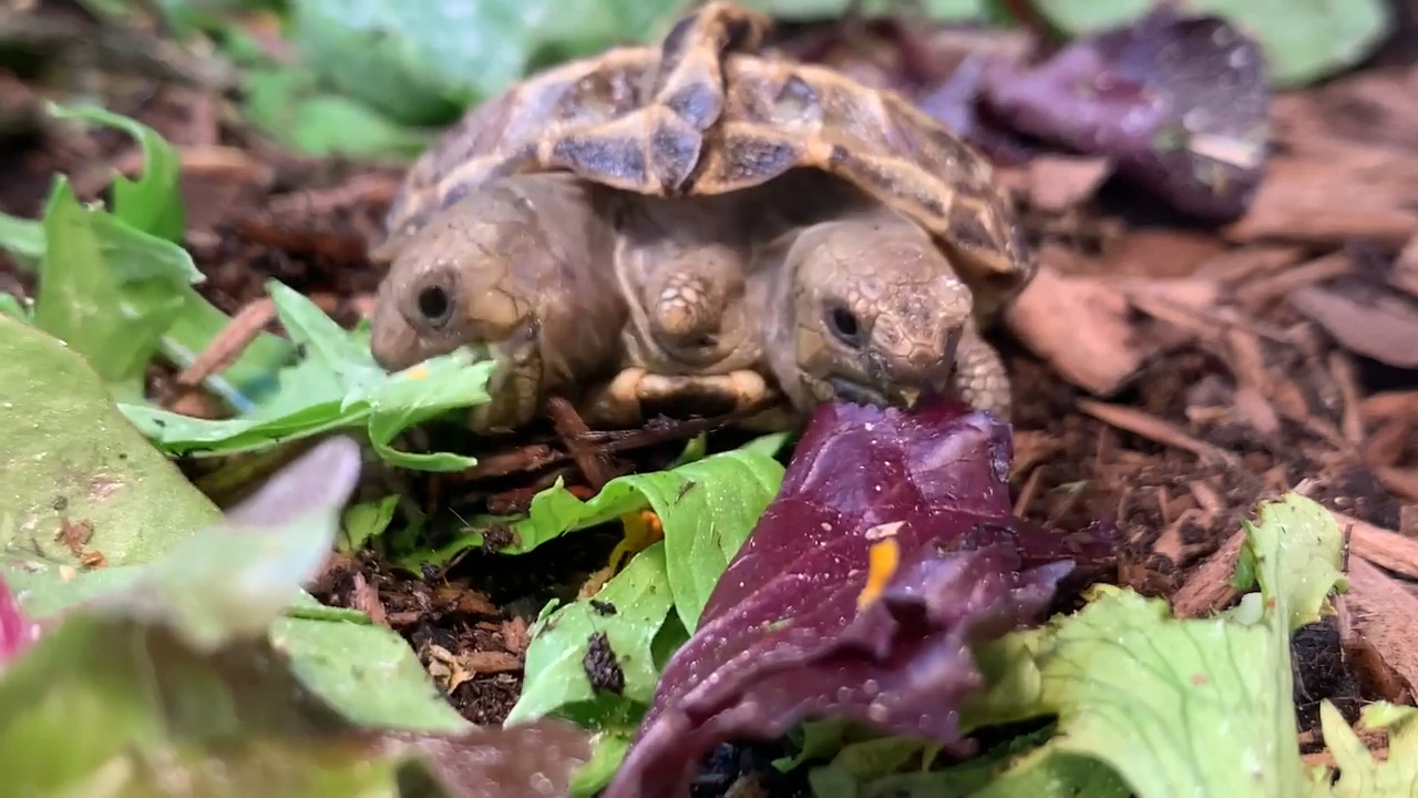 Two Headed Tortoise's Both Heads Feed on Greens Simultaneously Jukin