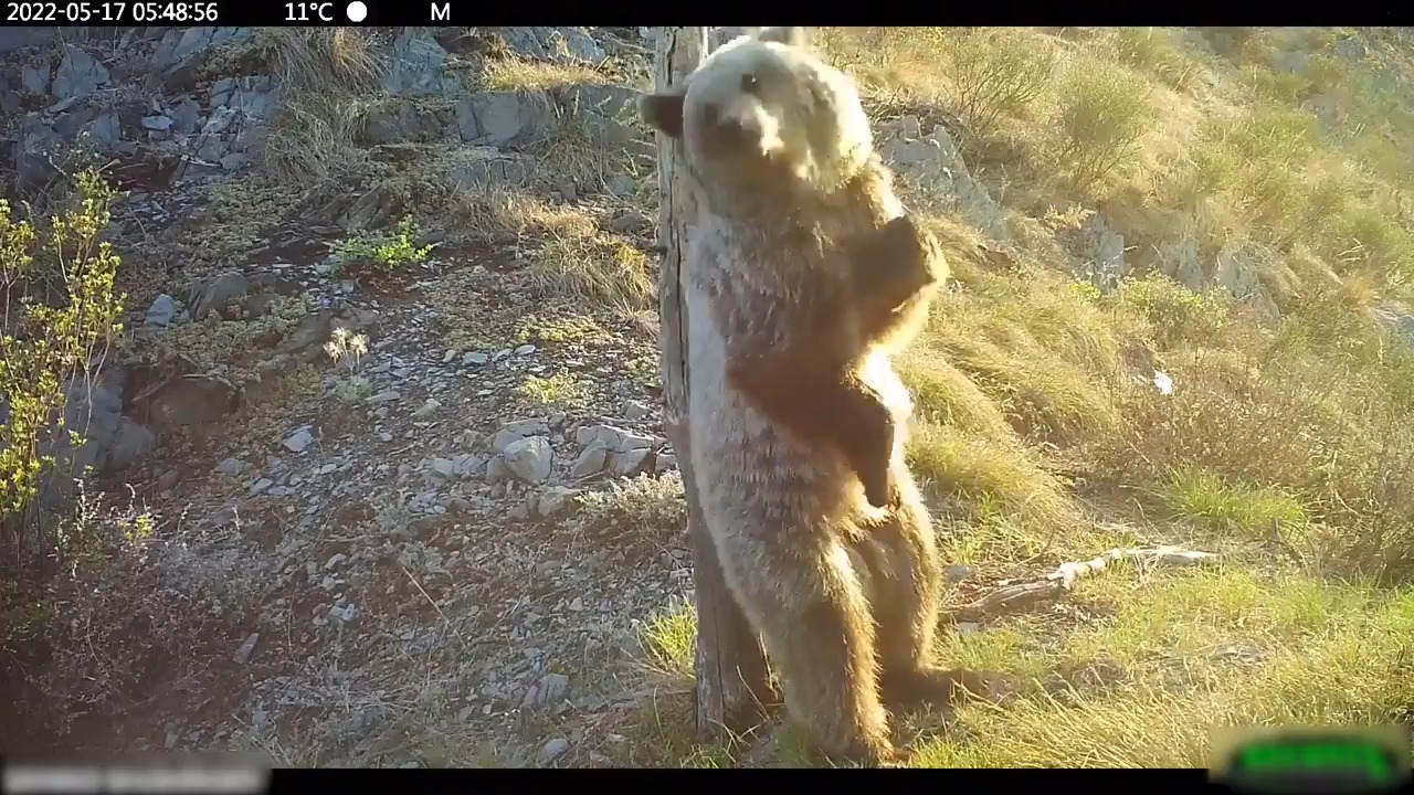 Bears Rub Their Backs Against Trees At Nature Reserve Jukin Licensing