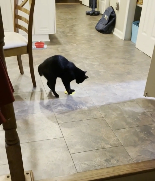 Cat Drags Object Backwards While Playing With It Jukin Licensing