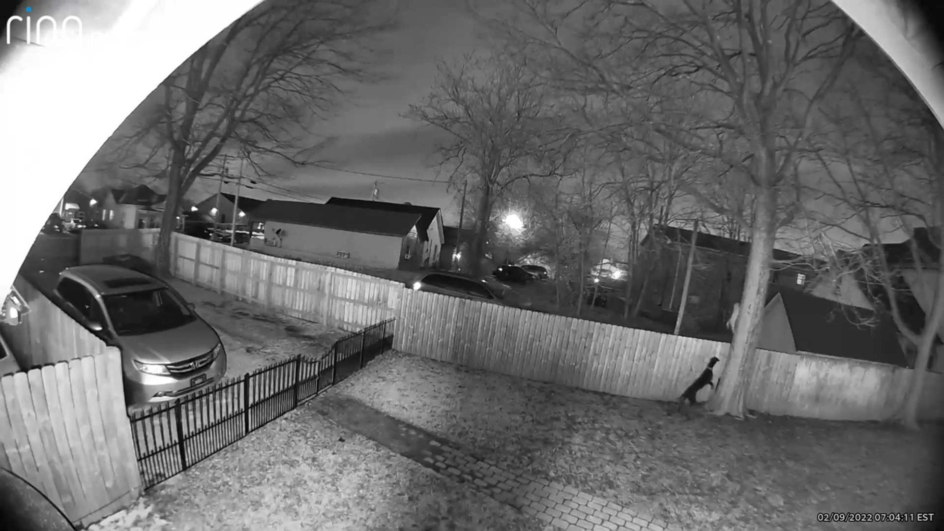 Great Dane Chases Cat into Fence | Jukin Licensing